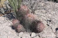 pa_715_hamatocactus_hamatacanthus.jpg