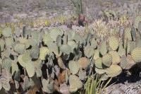 pa_716_opuntia_sp..jpg