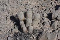 pa_717_mammillaria_pottsii.jpg