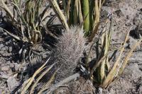 pa_718_thelocactus_bicolor.jpg