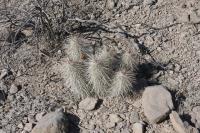 pa_719_echinocereus_stramineus.jpg
