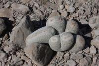 pa_720_epithelantha_greggii.jpg