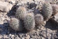 pa_721_coryphantha_pseudoechinus.jpg