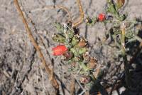 pa_722_cylindropuntia_leptocaulis.jpg