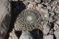 pa_723_mammillaria_sp..jpg