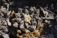 pa_725_ariocarpus_fissuratus.jpg