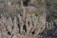 pa_726_grusonia_bradtiana.jpg
