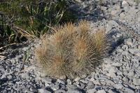 pa_727_echinocereus_enneacanthus.jpg
