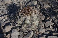 pa_728_astrophytum_niveum.jpg