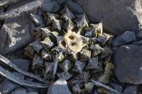pa_729_ariocarpus_fissuratus_var._intermedius.jpg