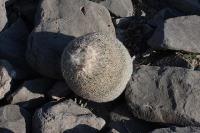 pa_731_epithelantha_greggii.jpg