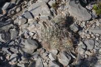 pa_732_coryphantha_ramillosa.jpg