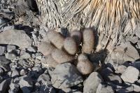pa_733_mammillaria_pottsii.jpg