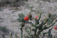 pa_734_cylindropuntia_kleiniae.jpg