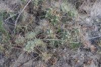 pa_735_micropuntia_sp..jpg