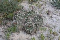 pa_737_coryphantha_macromeris.jpg