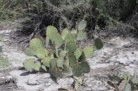 pa_738_opuntia_sp..jpg