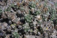 pa_739_micropuntia_sp..jpg