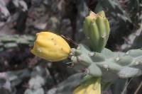 pa_740_cylindropuntia_imbricata.jpg