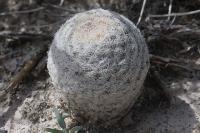 pa_741_mammillaria_lasiacantha.jpg