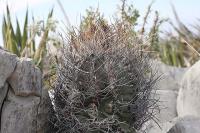pa_742_astrophytum_capricorne_var._sanjuanense.jpg