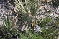 pa_744_opuntia_sp..jpg