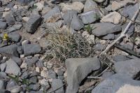pa_746_ancistrocactus_scheeri.jpg