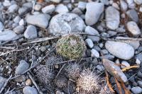 pa_749_coryphantha_sp..jpg