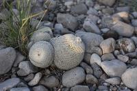pa_750_epithelantha_greggii.jpg