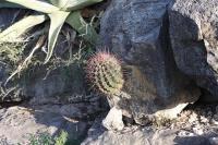 pa_751_hamatocactus_hamatacanthus.jpg