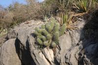 pa_752_echinocereus_stramineus.jpg