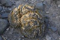 pa_753_ariocarpus_retusus.jpg