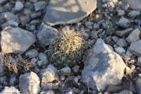 pa_754_coryphantha_difficilis.jpg