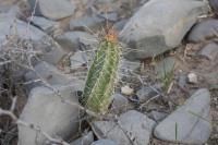 pa_755_echinocereus_sp..jpg