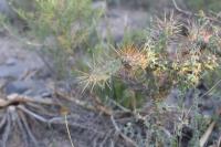 pa_756_cylindropuntia_imbricata.jpg