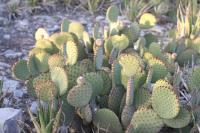 pa_757_opuntia_sp..jpg