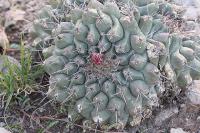 pa_758_thelocactus_rinconensis_ssp._palomaensis.jpg