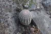 pa_759_echinocereus_pectinatus.jpg