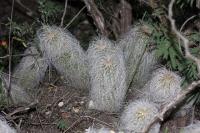 pa_760_echinocereus_delaetii.jpg