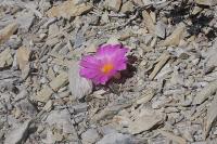 pa_764_ariocarpus_scapharostrus.jpg