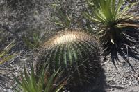pa_767_echinocactus_platyacanthus.jpg
