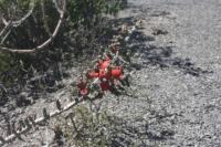 pa_768_cylindropuntia_leptocaulis.jpg