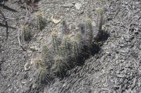 pa_769_echinocereus_leonensis.jpg