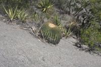 pa_770_echinocactus_platyacanthus.jpg