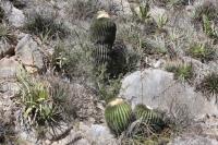 pa_771_echinocactus_platyacanthus.jpg