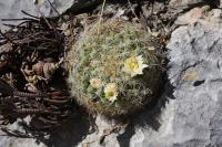 pa_772_mammillaria_sp..jpg