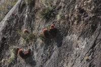 pa_774_ferocactus_steinesii.jpg
