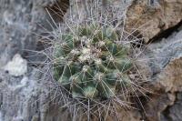 pa_776_thelocactus_matudae.jpg