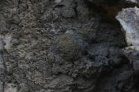 pa_777_mammillaria_sp..jpg