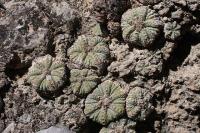 pa_778_aztekium_ritteri.jpg
